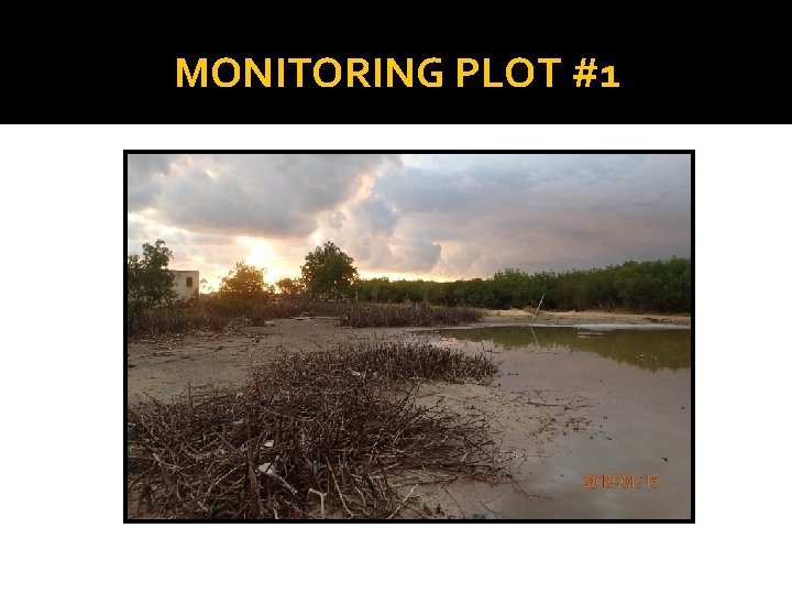 MONITORING PLOT #1 