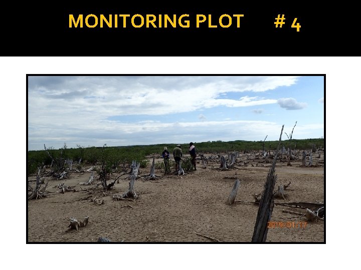 MONITORING PLOT #4 