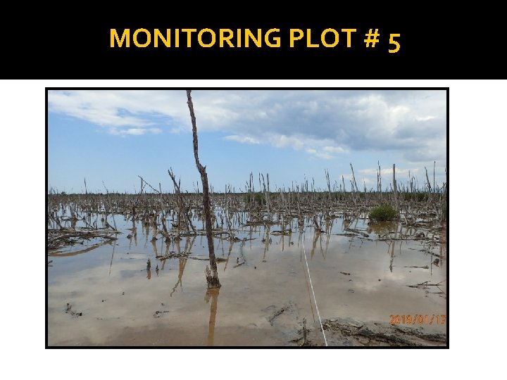 MONITORING PLOT # 5 