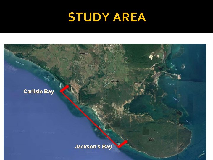 STUDY AREA Carlisle Bay Jackson’s Bay 
