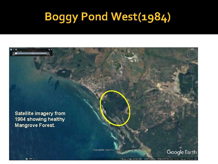 Boggy Pond West(1984) Satellite imagery from 1984 showing healthy Mangrove Forest. 