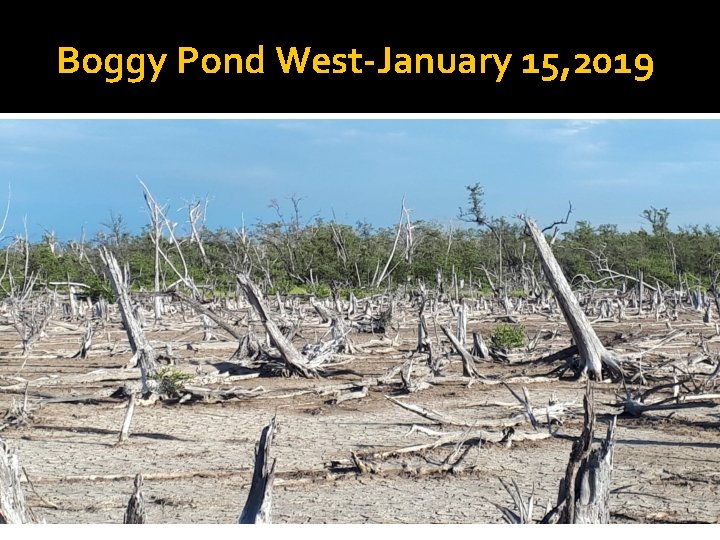 Boggy Pond West-January 15, 2019 