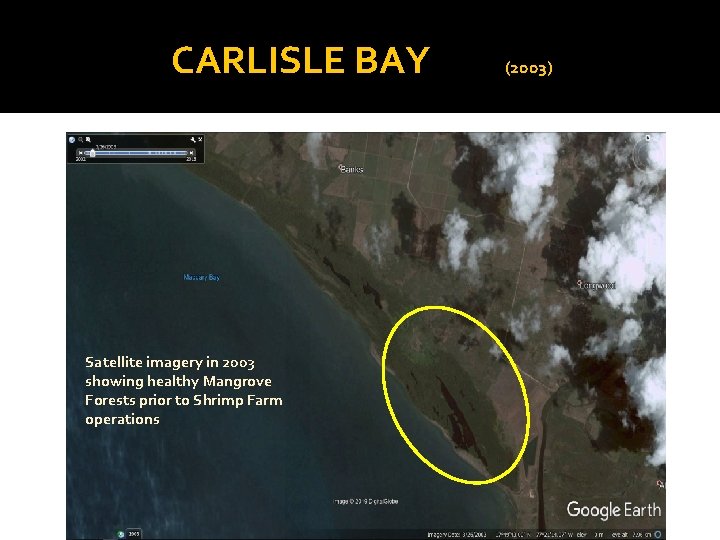 CARLISLE BAY Satellite imagery in 2003 showing healthy Mangrove Forests prior to Shrimp Farm