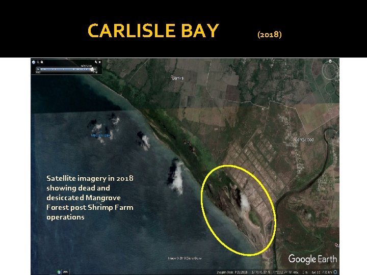 CARLISLE BAY Satellite imagery in 2018 showing dead and desiccated Mangrove Forest post Shrimp