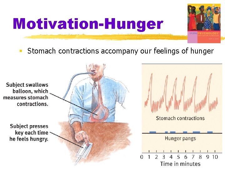 Motivation-Hunger § Stomach contractions accompany our feelings of hunger 