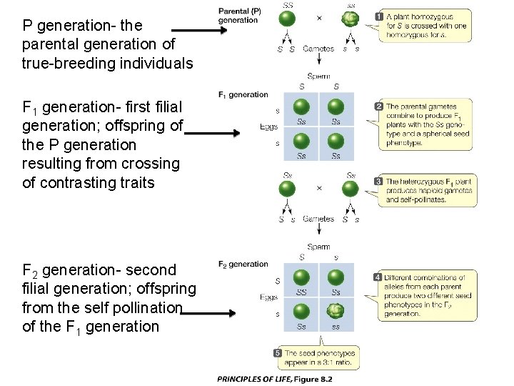 P generation- the parental generation of true-breeding individuals F 1 generation- first filial generation;