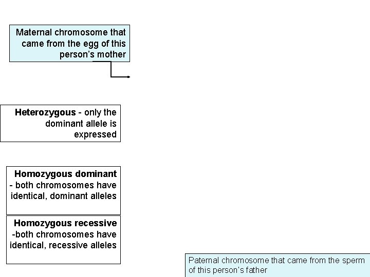 Maternal chromosome that came from the egg of this person’s mother Heterozygous - only