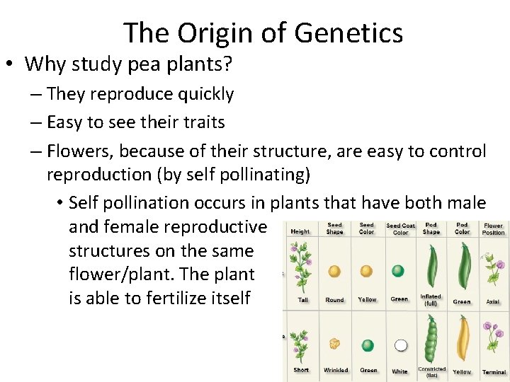 The Origin of Genetics • Why study pea plants? – They reproduce quickly –