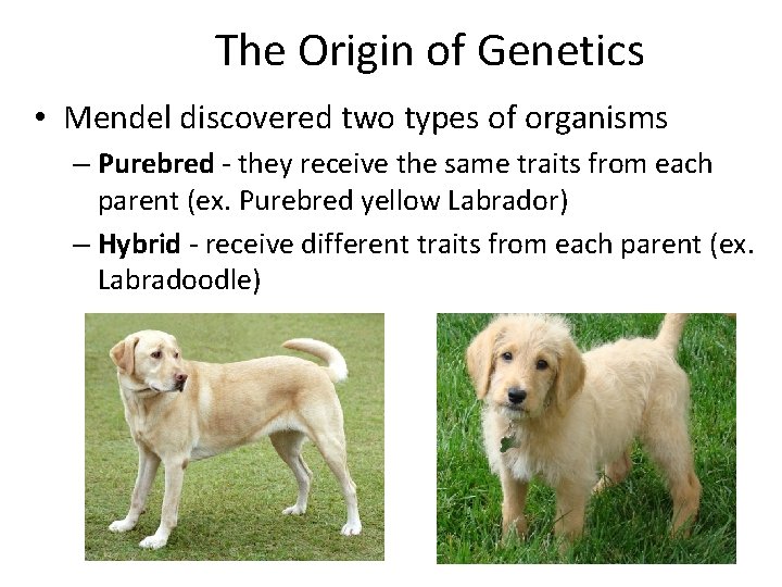 The Origin of Genetics • Mendel discovered two types of organisms – Purebred -