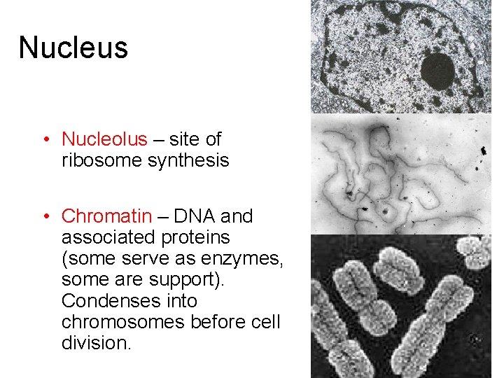 Nucleus • Nucleolus – site of ribosome synthesis • Chromatin – DNA and associated