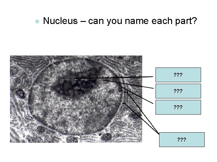 l Nucleus – can you name each part? ? ? ? ? ? 