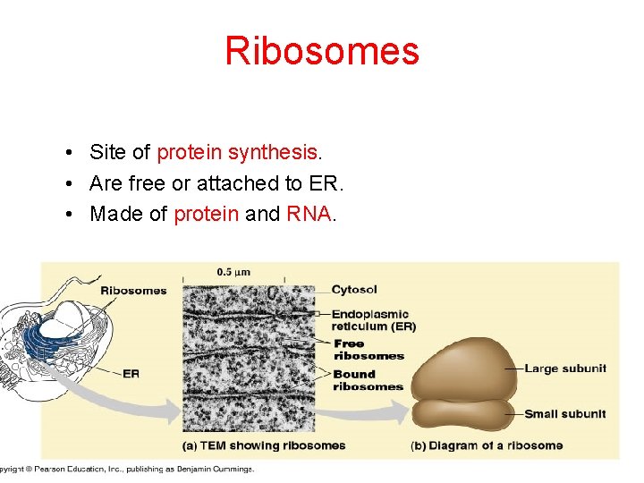 Ribosomes • Site of protein synthesis. • Are free or attached to ER. •