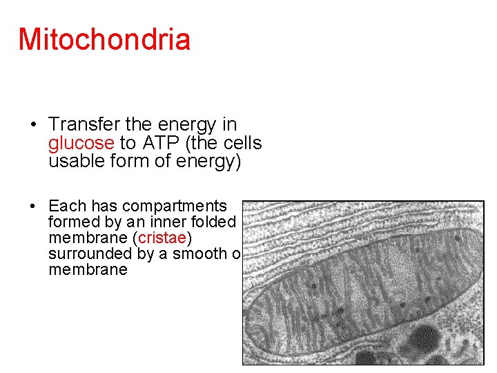 Mitochondria • Transfer the energy in glucose to ATP (the cells usable form of
