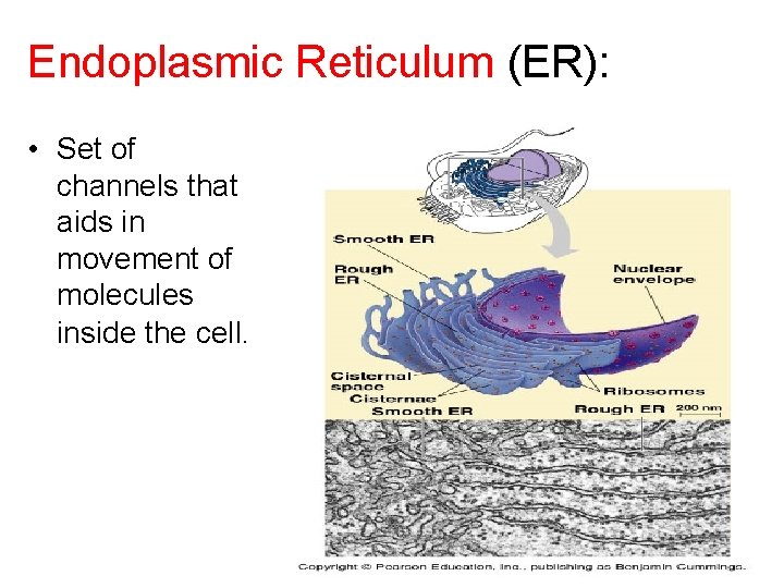 Endoplasmic Reticulum (ER): • Set of channels that aids in movement of molecules inside