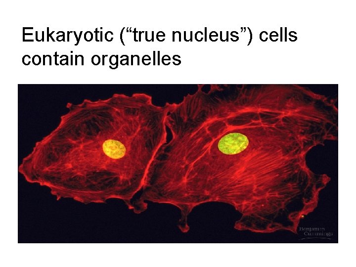 Eukaryotic (“true nucleus”) cells contain organelles 