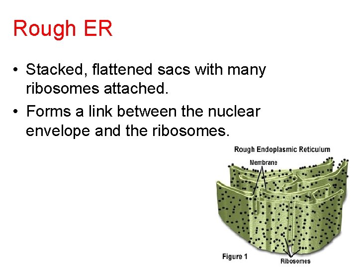 Rough ER • Stacked, flattened sacs with many ribosomes attached. • Forms a link