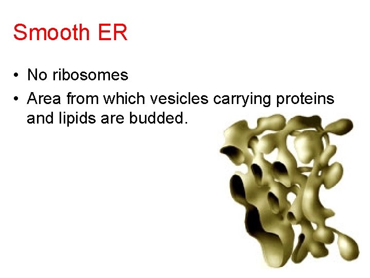 Smooth ER • No ribosomes • Area from which vesicles carrying proteins and lipids