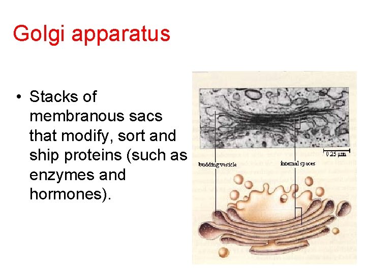 Golgi apparatus • Stacks of membranous sacs that modify, sort and ship proteins (such