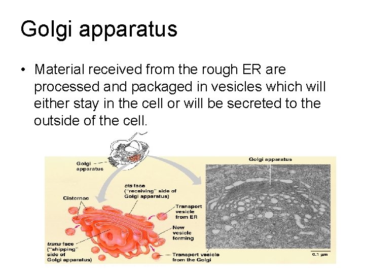 Golgi apparatus • Material received from the rough ER are processed and packaged in