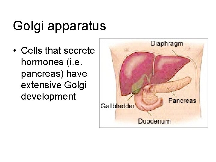 Golgi apparatus • Cells that secrete hormones (i. e. pancreas) have extensive Golgi development