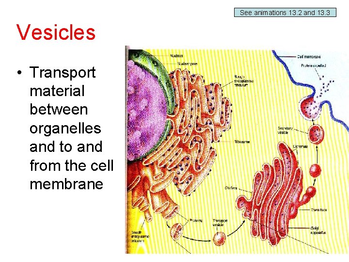 See animations 13. 2 and 13. 3 Vesicles • Transport material between organelles and