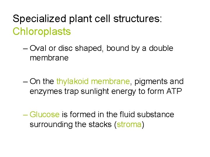 Specialized plant cell structures: Chloroplasts – Oval or disc shaped, bound by a double