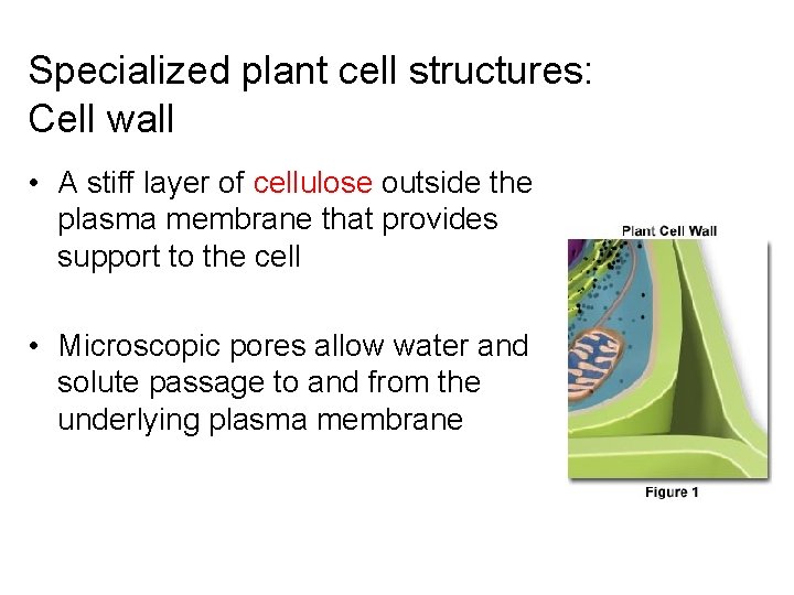 Specialized plant cell structures: Cell wall • A stiff layer of cellulose outside the