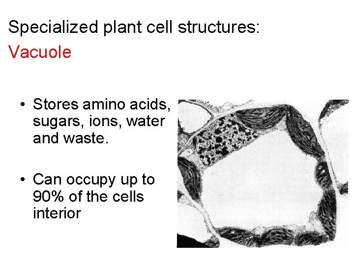 Specialized plant cell structures: Vacuole • Stores amino acids, sugars, ions, water and waste.