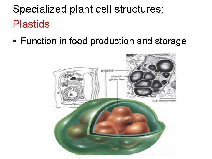 Specialized plant cell structures: Plastids • Function in food production and storage 
