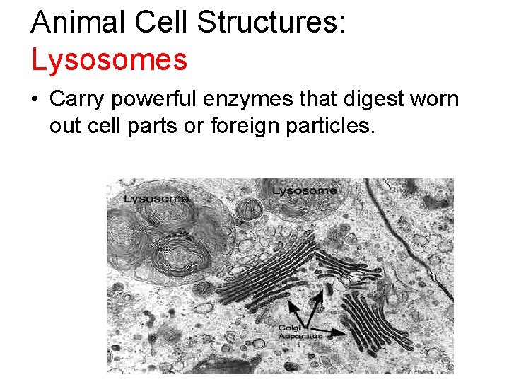 Animal Cell Structures: Lysosomes • Carry powerful enzymes that digest worn out cell parts