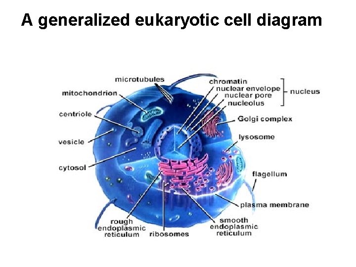 A generalized eukaryotic cell diagram 