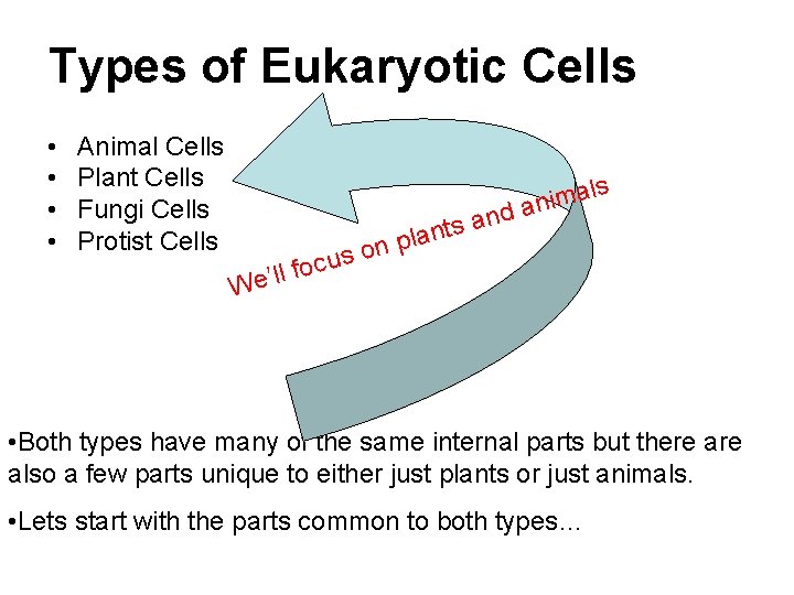 Types of Eukaryotic Cells • • Animal Cells Plant Cells Fungi Cells Protist Cells