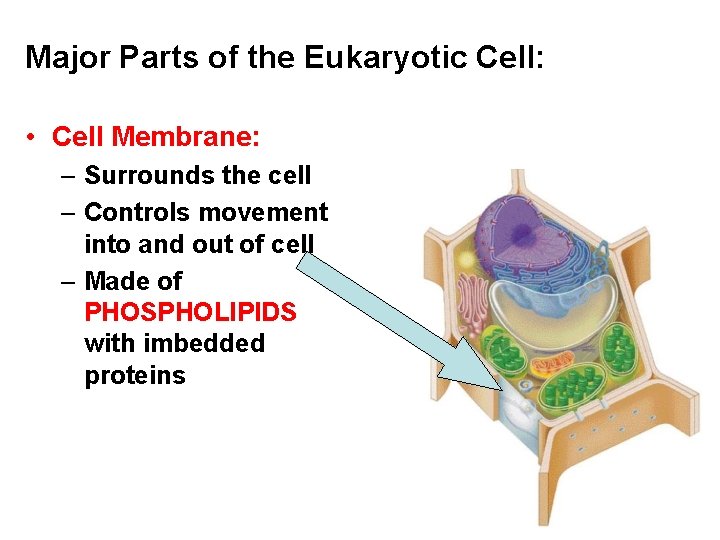 Major Parts of the Eukaryotic Cell: • Cell Membrane: – Surrounds the cell –