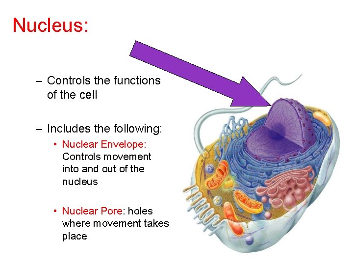 Nucleus: – Controls the functions of the cell – Includes the following: • Nuclear