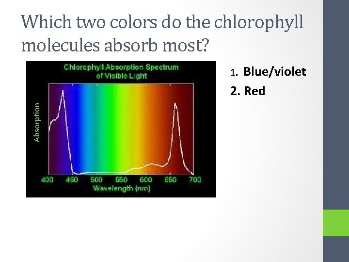 Which two colors do the chlorophyll molecules absorb most? Blue/violet 2. Red Absorption 1.