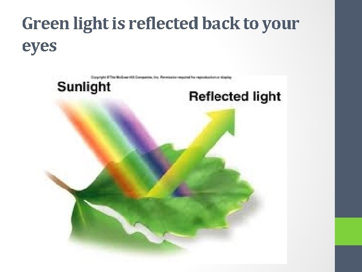 Green light is reflected back to your eyes 