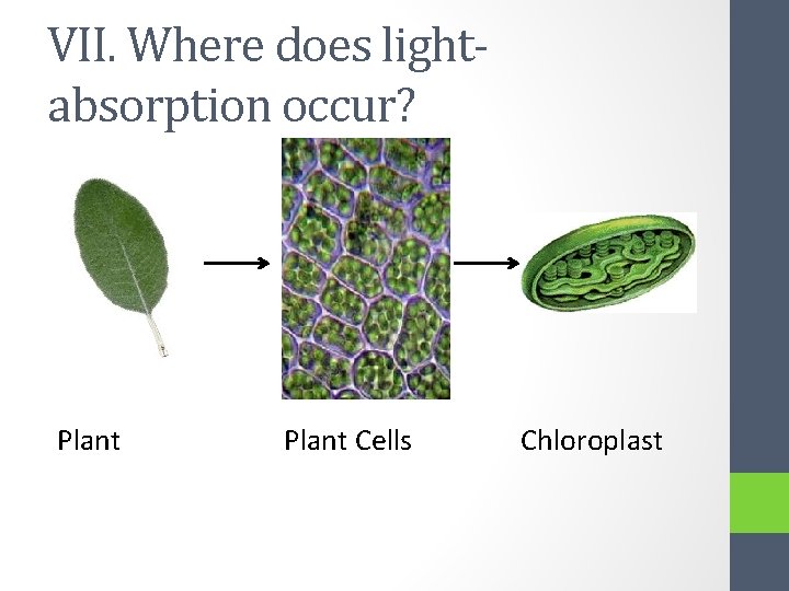 VII. Where does lightabsorption occur? Plant Cells Chloroplast 