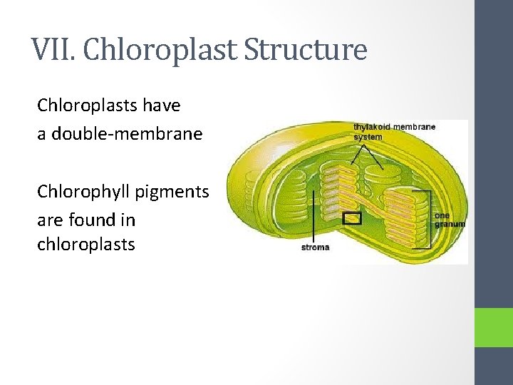 VII. Chloroplast Structure Chloroplasts have a double-membrane Chlorophyll pigments are found in chloroplasts 