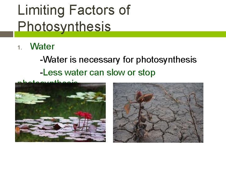 Limiting Factors of Photosynthesis Water -Water is necessary for photosynthesis -Less water can slow