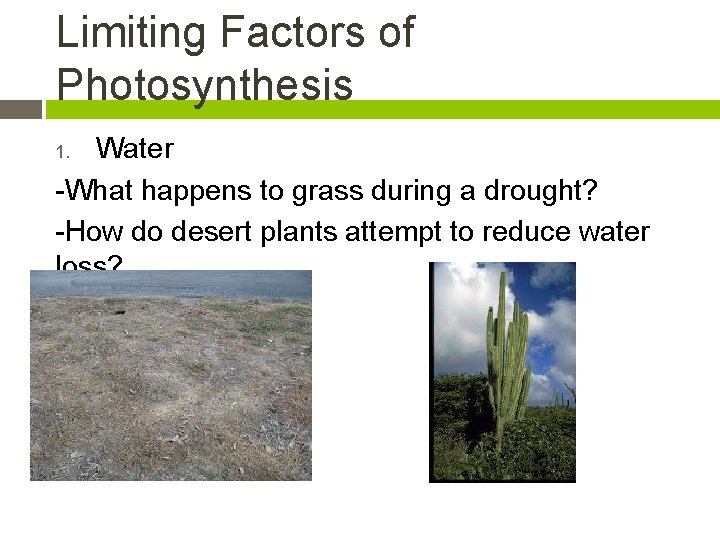 Limiting Factors of Photosynthesis Water -What happens to grass during a drought? -How do