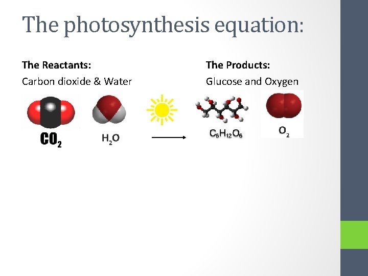 The photosynthesis equation: The Reactants: Carbon dioxide & Water The Products: Glucose and Oxygen