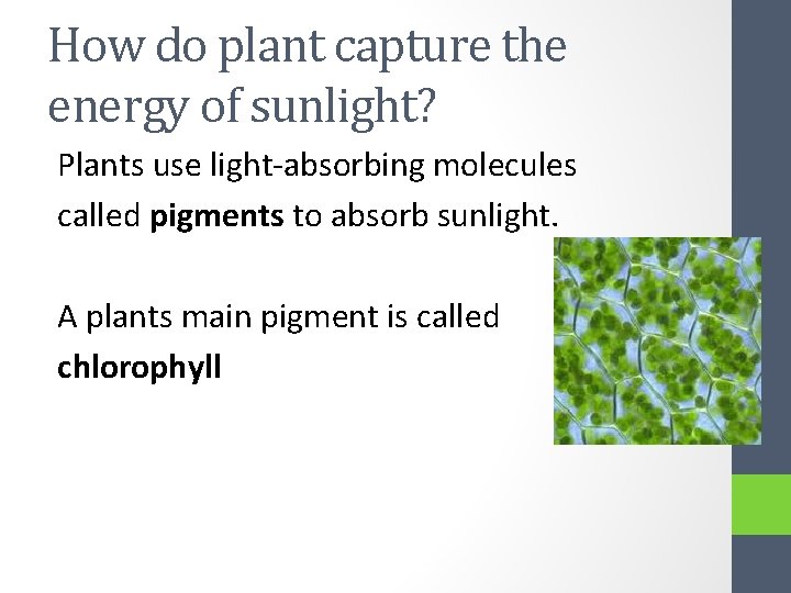 How do plant capture the energy of sunlight? Plants use light-absorbing molecules called pigments