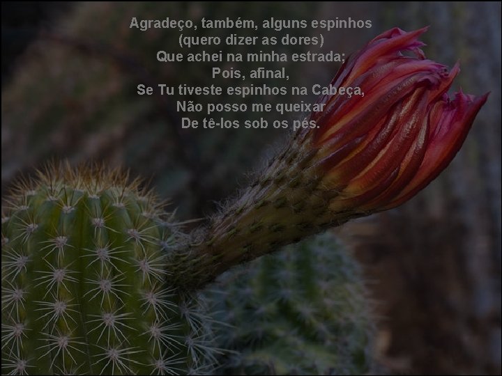 Agradeço, também, alguns espinhos (quero dizer as dores) Que achei na minha estrada; Pois,