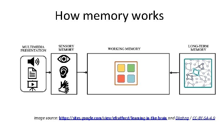 How memory works Image source: https: //sites. google. com/view/efratfurst/learning-in-the-brain and Dkahng / CC-BY-SA-4. 0