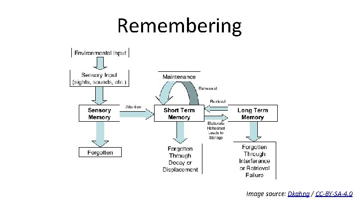 Remembering Image source: Dkahng / CC-BY-SA-4. 0 