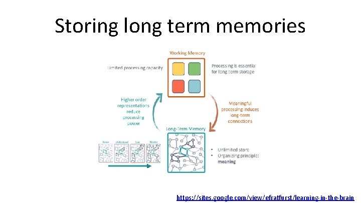 Storing long term memories https: //sites. google. com/view/efratfurst/learning-in-the-brain 