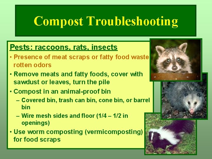 Compost Troubleshooting Pests: raccoons, rats, insects • Presence of meat scraps or fatty food Compost Troubleshooting Pests: raccoons, rats, insects • Presence of meat scraps or fatty food