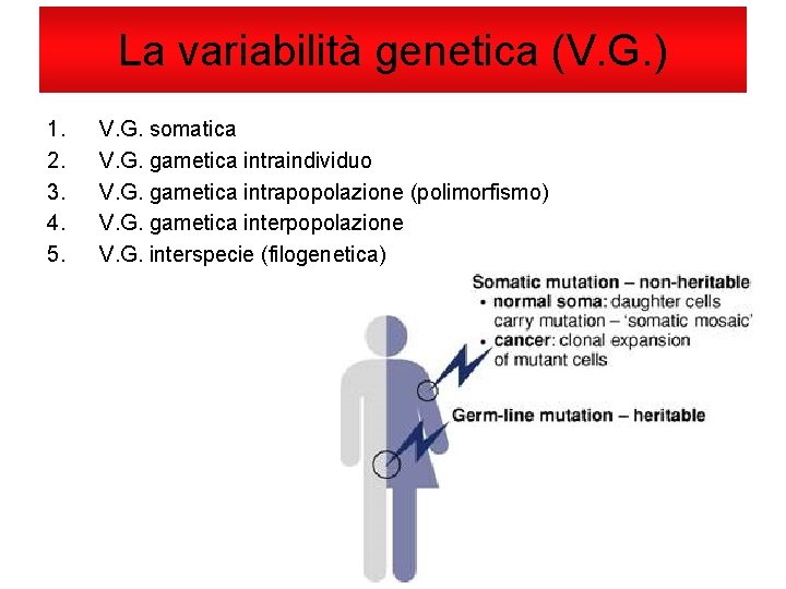 La variabilità genetica (V. G. ) 1. 2. 3. 4. 5. V. G. somatica