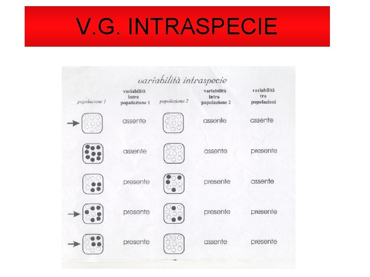 V. G. INTRASPECIE 