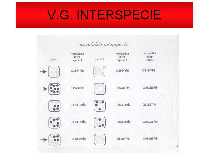 V. G. INTERSPECIE 